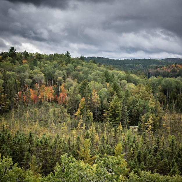 Фото Вид на навес деревьев в парке алгонкин осенью