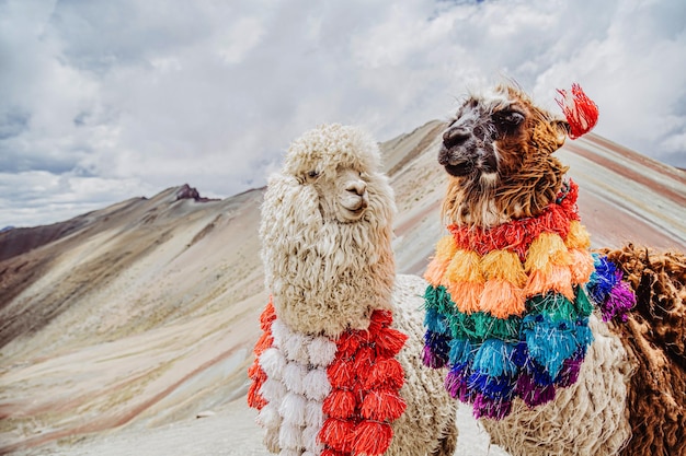 写真 ペルーのレインボー山脈の2匹のラマの景色