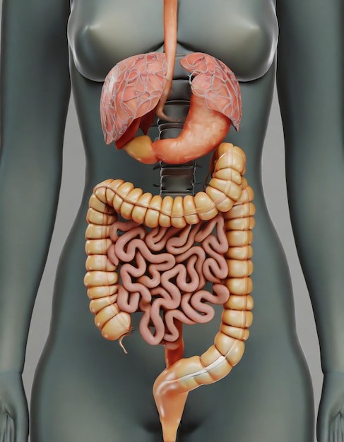 Фото Визуальное руководство по анатомии пищеварительной системы человека