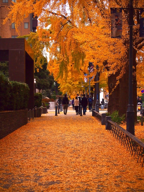 写真 秋の色の歩道