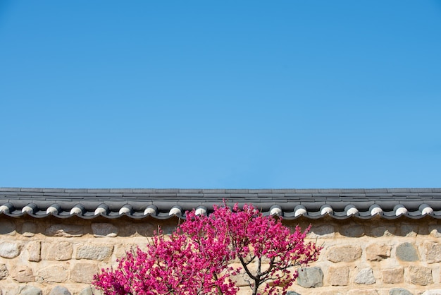 写真 青い空と赤い梅の花の壁