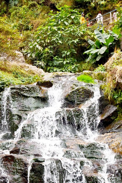 Фото Водопад в джунглях с зеленым растением на заднем плане