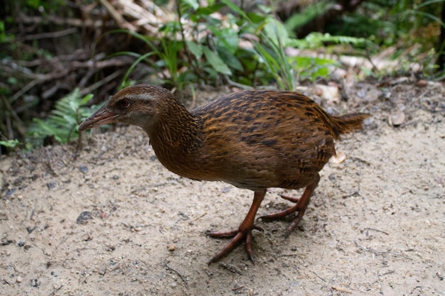 写真 トレイル上のウェカの鳥