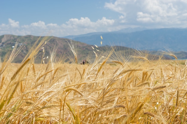 Фото Пшеничное поле в гиресуне, турция - черное море