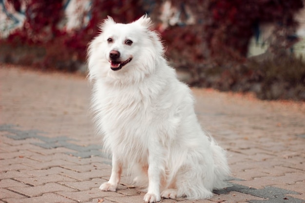 写真 レンガの道に白い犬が座っている