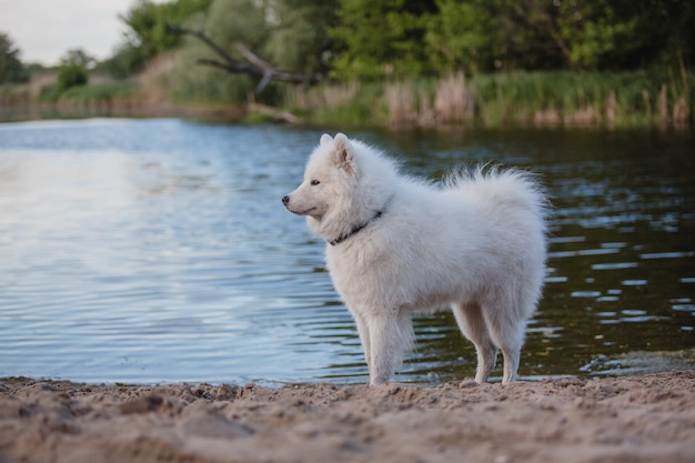 사진 하얀 개 한 마리가 호수 앞 해변에 서 있습니다.
