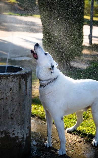 Фото Белая собака с черным пятном на одном глазу играет с фонтаном,