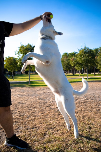 Фото Белая собака с черным пятном на одном глазу играет со своим хозяином в парке.