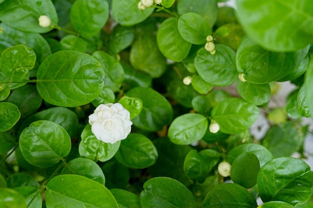 写真 植物の葉の間に白い花があります。