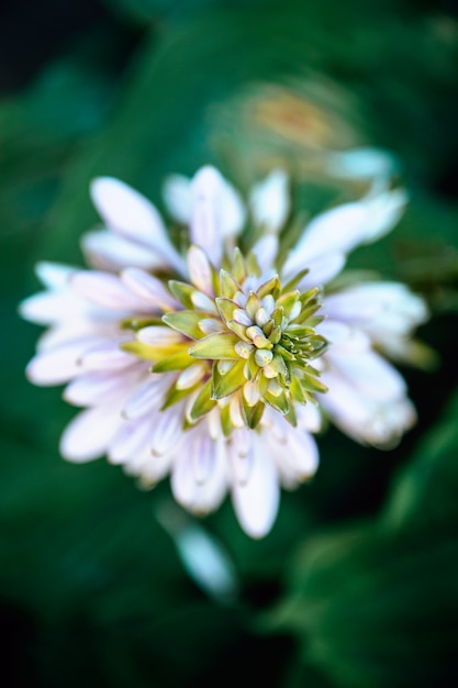 사진 여름 정원의 푸른 잔디 배경에 있는 흰 꽃