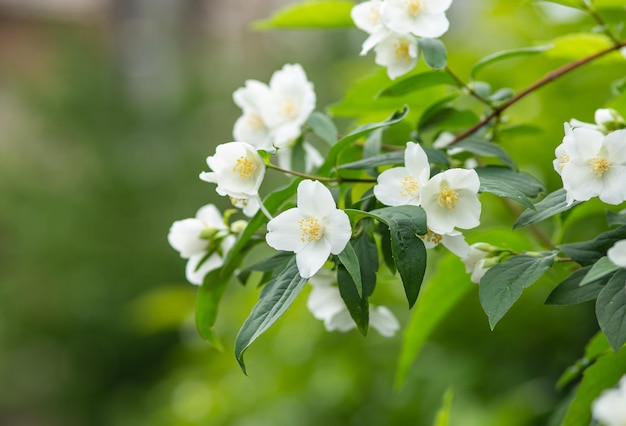 写真 緑の背景に中心が黄色の白い花です。