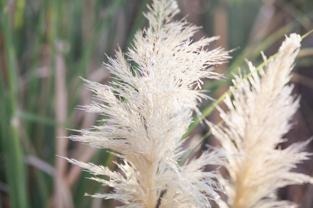 Фото Белая пампасная трава на солнце