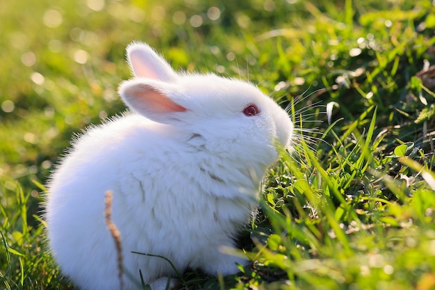 写真 a white rabbit is sitting in the grass