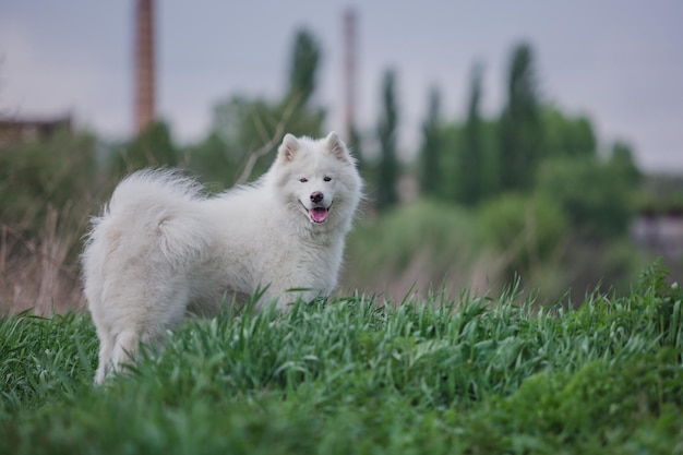 写真 白いサモエド犬が草の中に立っています。