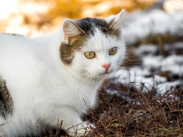 Фото Белый пятнистый кот сидит на земле во время таяния снега_