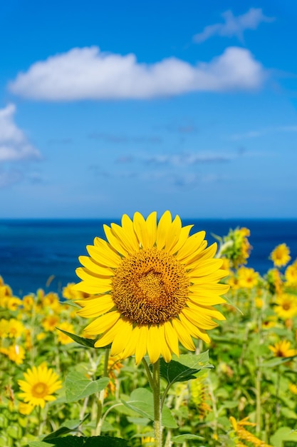 写真 広がる美しいひまわり畑と海