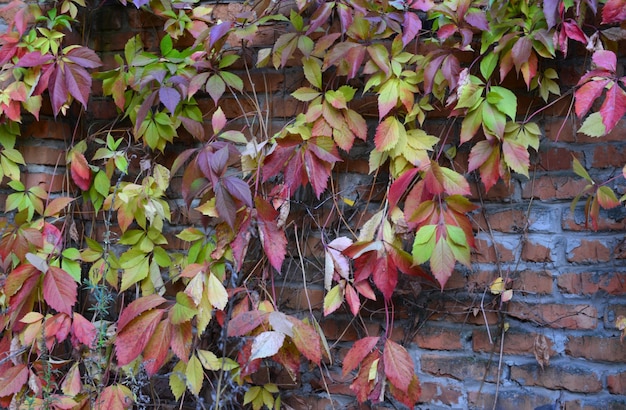 사진 벽돌 벽에 은 녹색과 보라색 잎을 가진 야생 포도 식물