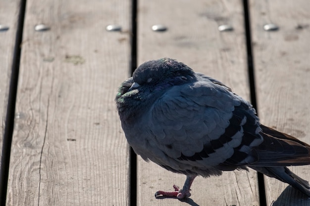 写真 野生の鳩が片足で立って眠る