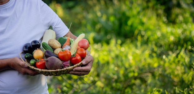 写真 女性農家が野菜の入ったバスケットを手に持つ 選択と集中 自然