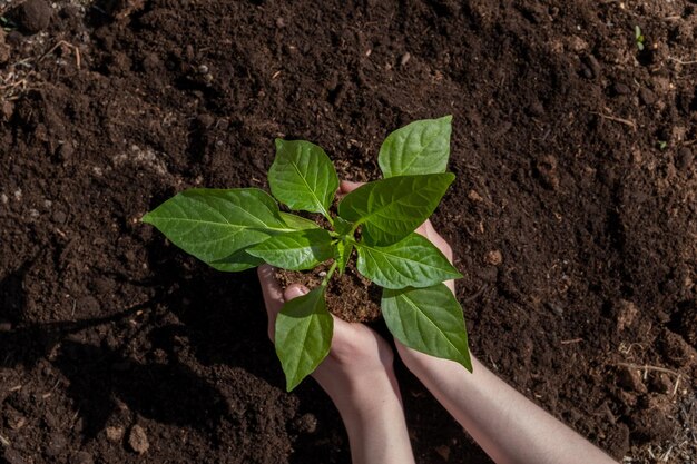 pepper plant seedlings pepper plant seedlings