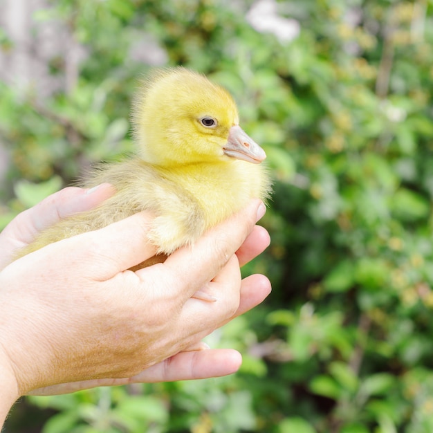 女性が小さなアヒルの子を両手に持っています。農場の鳥、カブ。