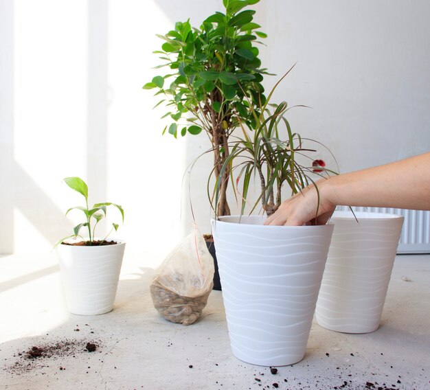 写真 色付きの手袋をした女性が花の苗を移植します