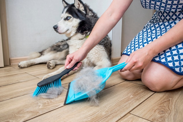 写真 女性が自宅でちりとりとほうきで犬を脱皮した後、犬の毛を取り除く