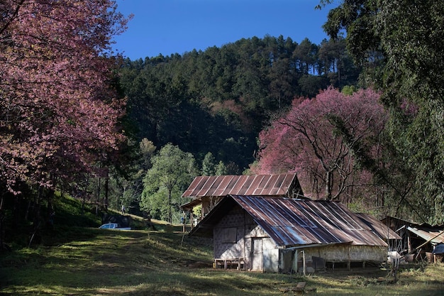 木造住宅はピンクの野生のヒマラヤザクラの木に囲まれています