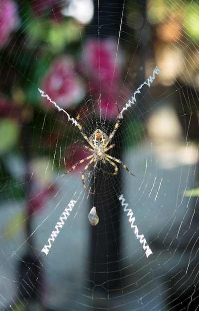 写真 黄色と黒のクモが彼女のバンブルビーの獲物の周りに絹の繭をつかんで回転させます