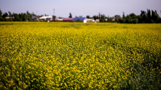 Фото Желтое поле в деревне