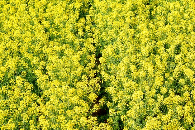 写真 菜種の黄色い畑