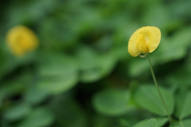 写真 クローバー畑の黄色い花。