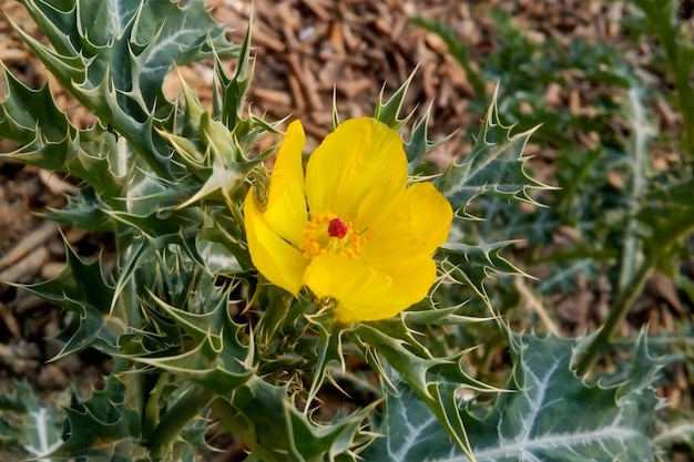 사진 빨간 점이 있는 노란 꽃