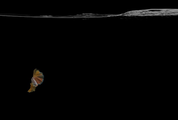 黄色​の​半月​の​戦い​の​魚​が​泳いでいて​、​黒い​背景​で​回っています