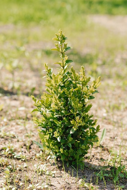 写真 夏には庭に若いツゲの木の茂みが生えます