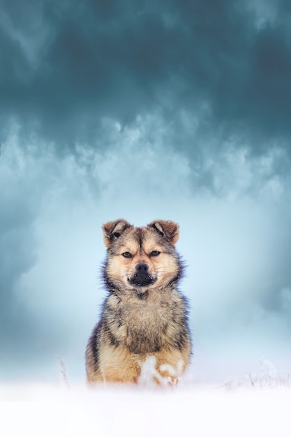 劇的な雲と暗い空を背景に冬の若いふわふわ犬