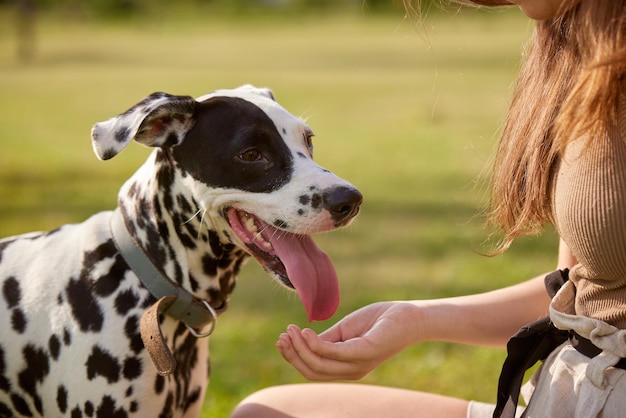 写真 公園の犬のトレーニングコンセプトで若い女の子がダルマチア犬を扱っています