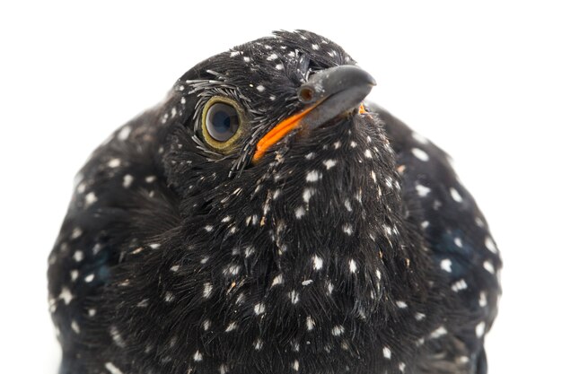 写真 ひどいカッコウ鳥