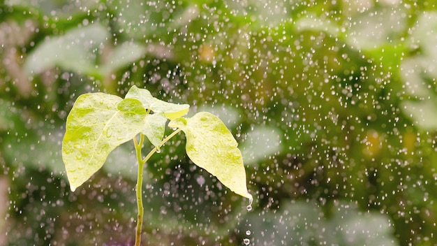 写真 雨の中の若い植物と自然の背景