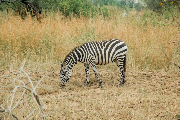 写真 シマウマが野原で草を食べています。