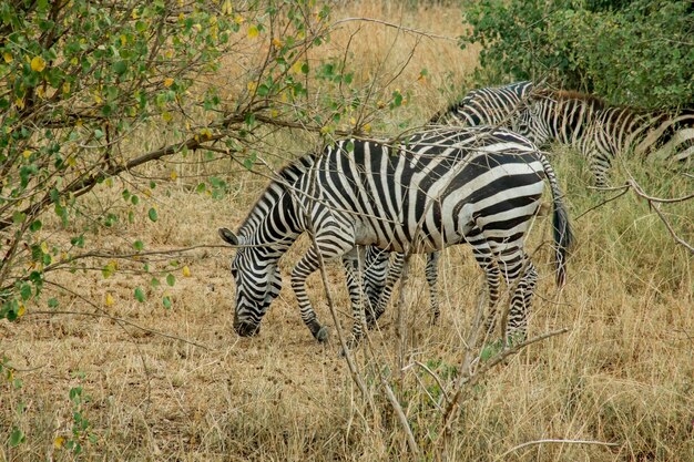 写真 シマウマが野原で草を食べています。