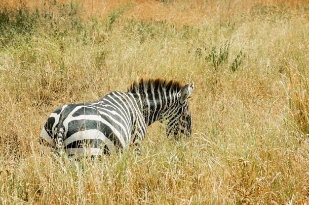 写真 たてがみを持ったシマウマが草の中に立っています。