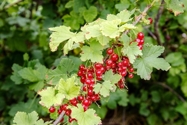 Aalbesbessen aan een struik in de tuin