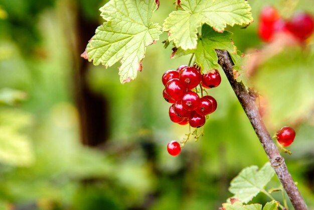 Aalbesbessen aan een struik in de tuin