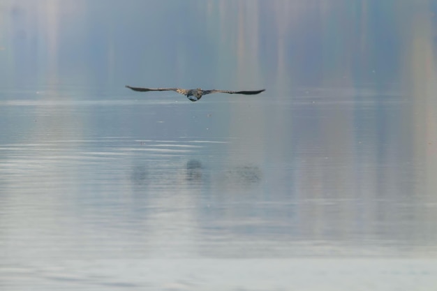 Aalscholver die over water vliegt (phalacrocorax carbo)