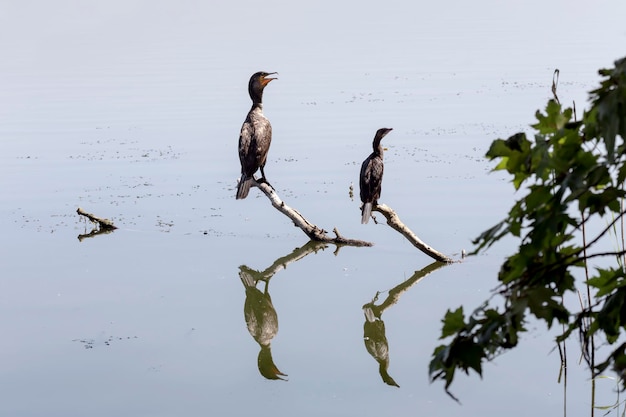 Aalscholver mannetje en vrouwtje Phalacrocorax carbo zitten op een tak in de buurt van het meer