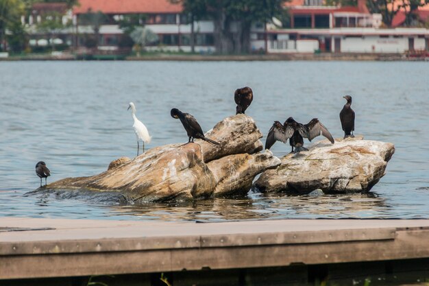 Aalscholver op een rots bij de lagune van rodrigo de freitas in rio de janeiro.