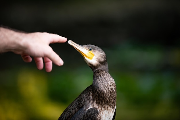 Foto aalscholver phalacrocorax carbo de hand van een man reikt naar de snavel van de aalscholver