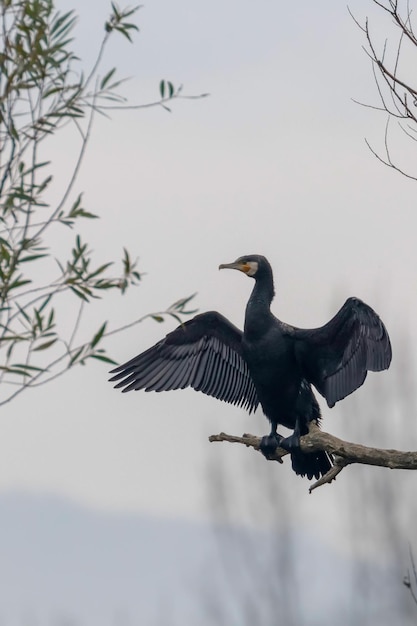 Aalscholver (Phalacrocorax carbo) Rustend op een boom