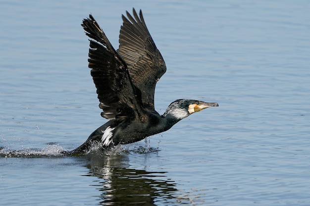 Aalscholver Phalacrocorax carbo